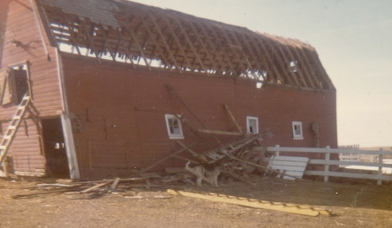 The old red barn with its roof stripped to the rafters, boards piled in the yard, a farm dog standing among them