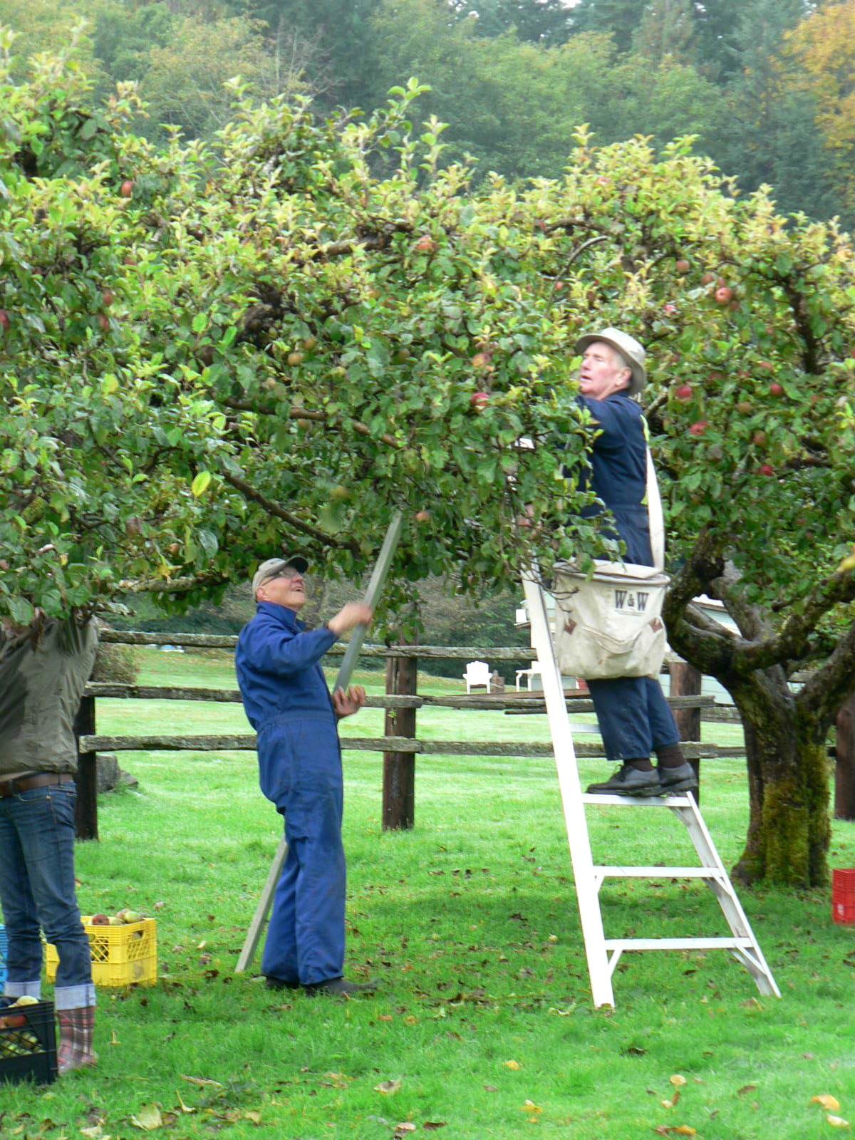 Two men picking apples in an orchard — one high on a stepladder reaching into the tree with a picking bag, the other below in blue coveralls with a picking pole
